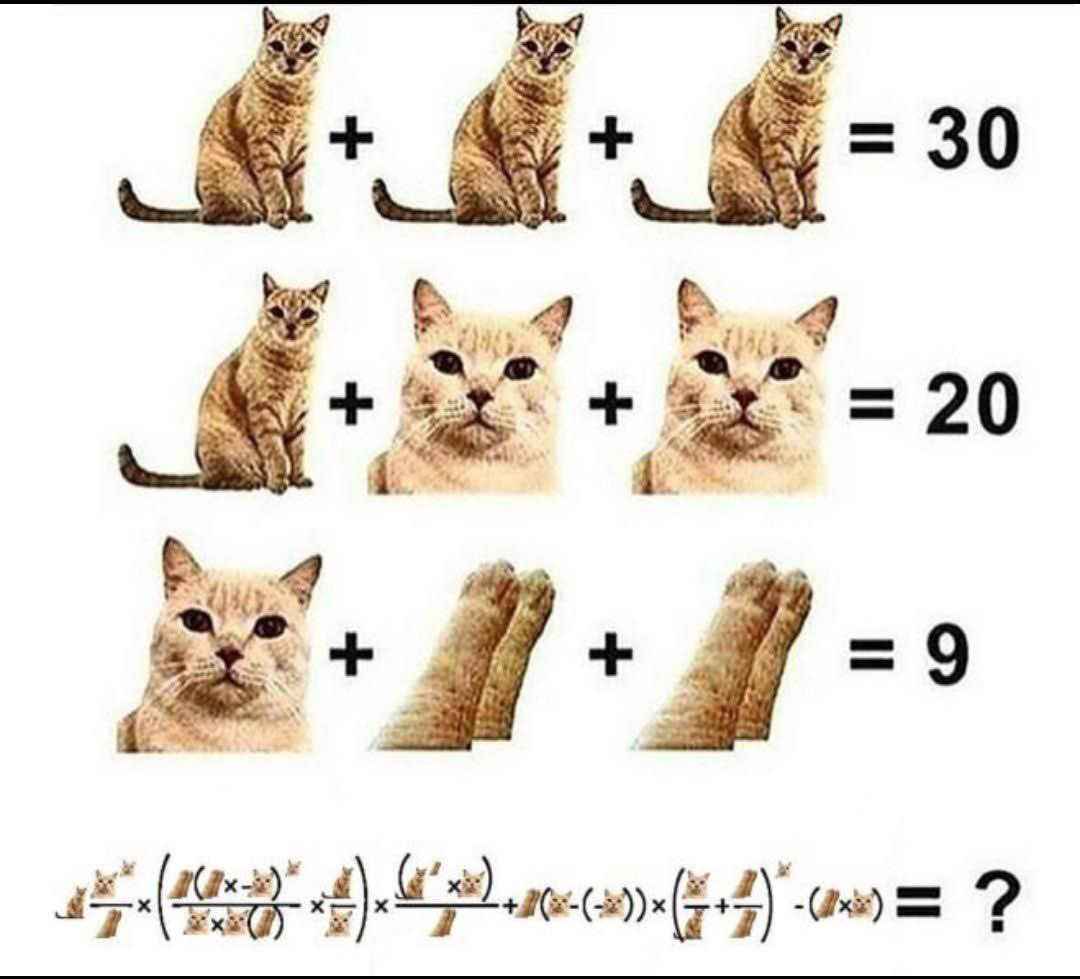 Silly Cat Math